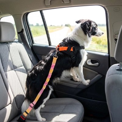 Ceinture de sécurité pour chien