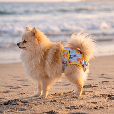 Culotte pour chien​