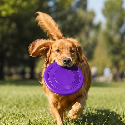 Frisbee chien